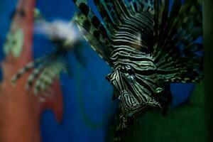 Selective focus of swimming lionfish. photo