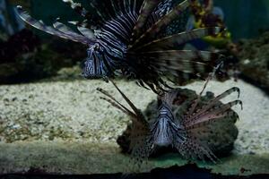 Selective focus of swimming lionfish. photo