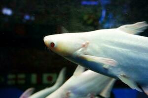Selective focus of albino genghis khan fish schools. photo