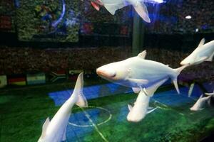 Selective focus of albino genghis khan fish schools. photo