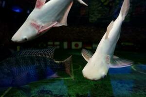Selective focus of albino genghis khan fish schools. photo
