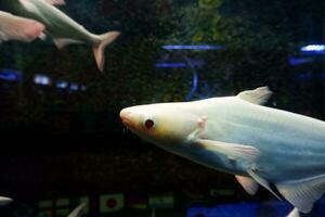 Selective focus of albino genghis khan fish schools. photo