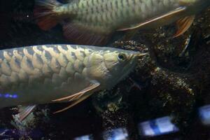 selectivo atención de arowana pescado nadando en un profundo acuario. genial para educando niños acerca de marina animales foto