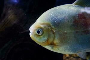 Selective focus of pomfret swimming in a deep aquarium. photo
