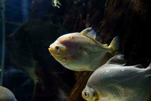 Selective focus of pomfret swimming in a deep aquarium. photo