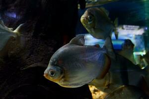 Selective focus of pomfret swimming in a deep aquarium. photo