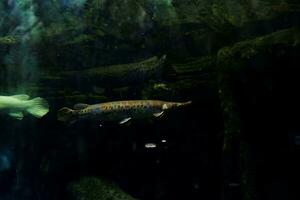 Selective focus of alligator fish swimming in a deep aquarium. photo