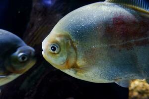 Selective focus of pomfret swimming in a deep aquarium. photo