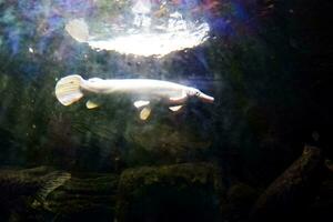 Selective focus of alligator fish swimming in a deep aquarium. photo