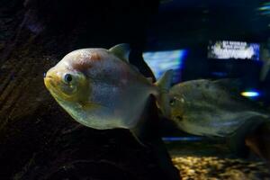 Selective focus of pomfret swimming in a deep aquarium. photo