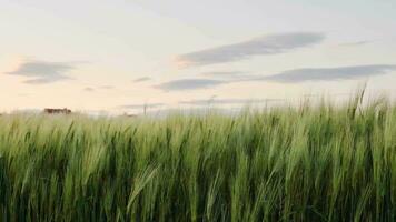 veld- van tarwe in ochtend- zon stralen. zonsopkomst Aan de landbouw veld. de veld- van ontbijtgranen in de zomer. groen , onrijp tarwe oren video