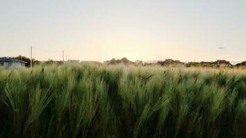 fält av vete i morgon- Sol strålar. soluppgång på de lantbruk fält. de fält av flingor i de sommar. grön , omogen vete öron video