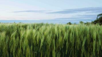 veld- van tarwe in ochtend- zon stralen. zonsopkomst Aan de landbouw veld. de veld- van ontbijtgranen in de zomer. groen , onrijp tarwe oren video