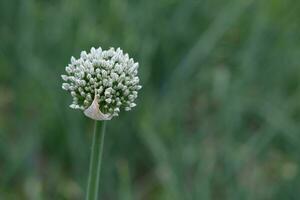 Horizontal photo of a blooming onion head in nature