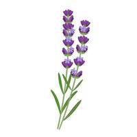 Vector illustration, lavender flowers, isolated white background.