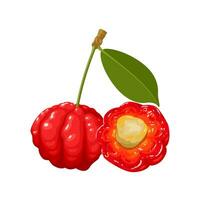 Vector illustration, Eugenia uniflora, also called pitanga, Surinamese cherry, or Brazilian cherry, isolated on white background.