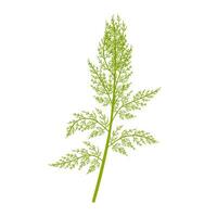 Vector illustration, Artemisia abrotanum, southern wood, or southern wormwood, isolated on white background.