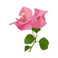 Vector illustration, pink bougainvillea flower, isolated on white background.