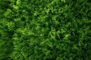 Green grass texture background. Green leaf background. Green leaves background, directly above shot of fresh green grass or lawn, AI Generated photo