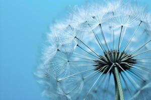 Close up of dandelion on the blue background. Generative AI photo