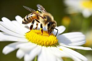 Bee and flower. Close up of a bee collecting honey on a daisy flower on a sunny day. Generative AI photo