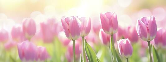 Beautiful pink Tulip on a blurred spring sunny background. Generative AI photo