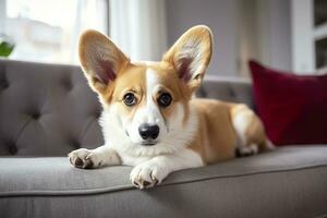 Beautiful, smart, calm purebred corgi dog lying on on sofa in living room. Generative AI photo