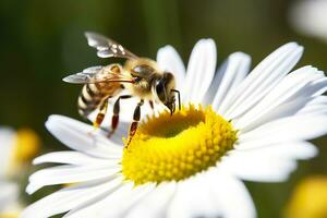 Bee and flower. Close up of a bee collecting honey on a daisy flower on a sunny day. Generative AI photo