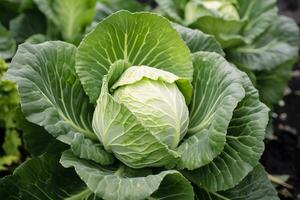 Cabbage growing in an urban garden. Cabbage leaves and head close up. Generative AI photo