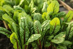 acelga creciente en un urbano jardín. jardín remolacha y ensalada hojas cerca arriba. generativo ai foto