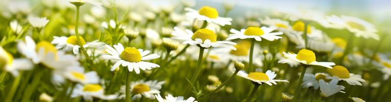 Chamomile flower for a banner. Generative AI photo