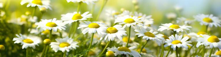 Chamomile flower for a banner. Generative AI photo