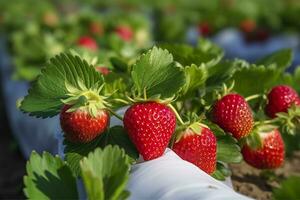 arbusto de maduro orgánico fresas en el jardín. baya de cerca. generativo ai foto