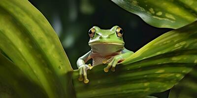 Dumpy Frog On Leaves, Frog, Amphibian, Reptile. Generative AI photo