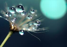 Beautiful dew drops on a dandelion seed macro. Beautiful blue background. Generative AI photo