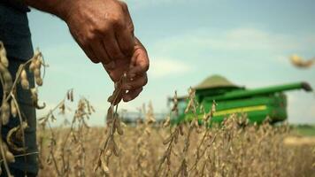 agro negocio - cargando haba de soja para almacenamiento video