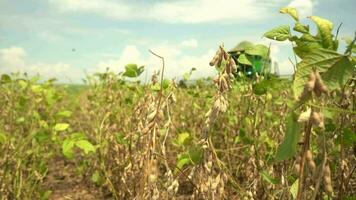 agro bedrijf - bezig met laden soja voor opslagruimte video