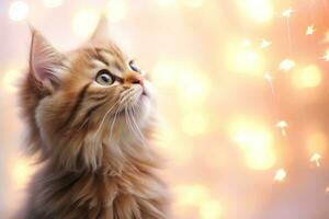 Close-up of cute cat gazing at something with beautiful bokeh background, Generative AI photo