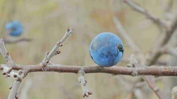 oferta Fresco endrino bayas o en latín prunus spinosa yo, creciente en el salvaje y maduro para cosecha en tarde otoño. video