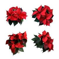 Red poinsettia traditional Christmas flowers set isolated cut out object, bright seasonal decoration for winter holidays, clipping path photo