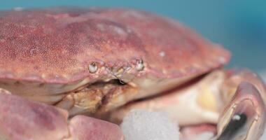 Red Crab Moves on Top Of Ice As Shadow Appears. slow motion video