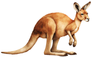 Kangaroo. AI Generative png