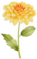 Chrysanthemum. AI Generative png