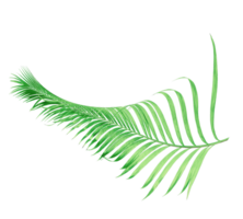 green palm leaves on transparent background png file