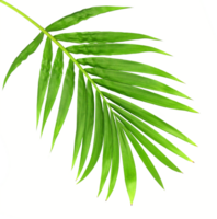 hoja verde de palmera aislada en archivo png de fondo transparente