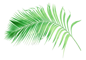 green leaf of palm tree isolated on transparent background png file