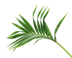 green leaf of palm tree isolated on transparent background png file