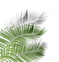 green palm leaves with shadow on transparent background png file
