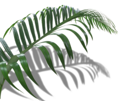 green leaf of palm tree with shadow isolated on transparent background png file