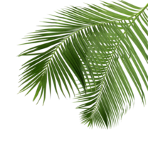folha verde de palmeira isolada em arquivo png de fundo transparente
